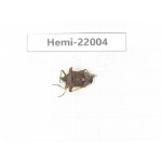Hemiptera sp. China, Tibet, Linzhi, Bomi county. 1Pcs. Hemi-22004.