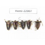 Hemiptera sp. China, Tibet, Linzhi, Bomi county. 4Pcs. Hemi-22007.
