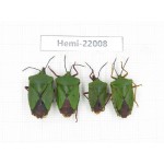Hemiptera sp. China, Tibet, Linzhi, Bomi county. 4Pcs. Hemi-22008.
