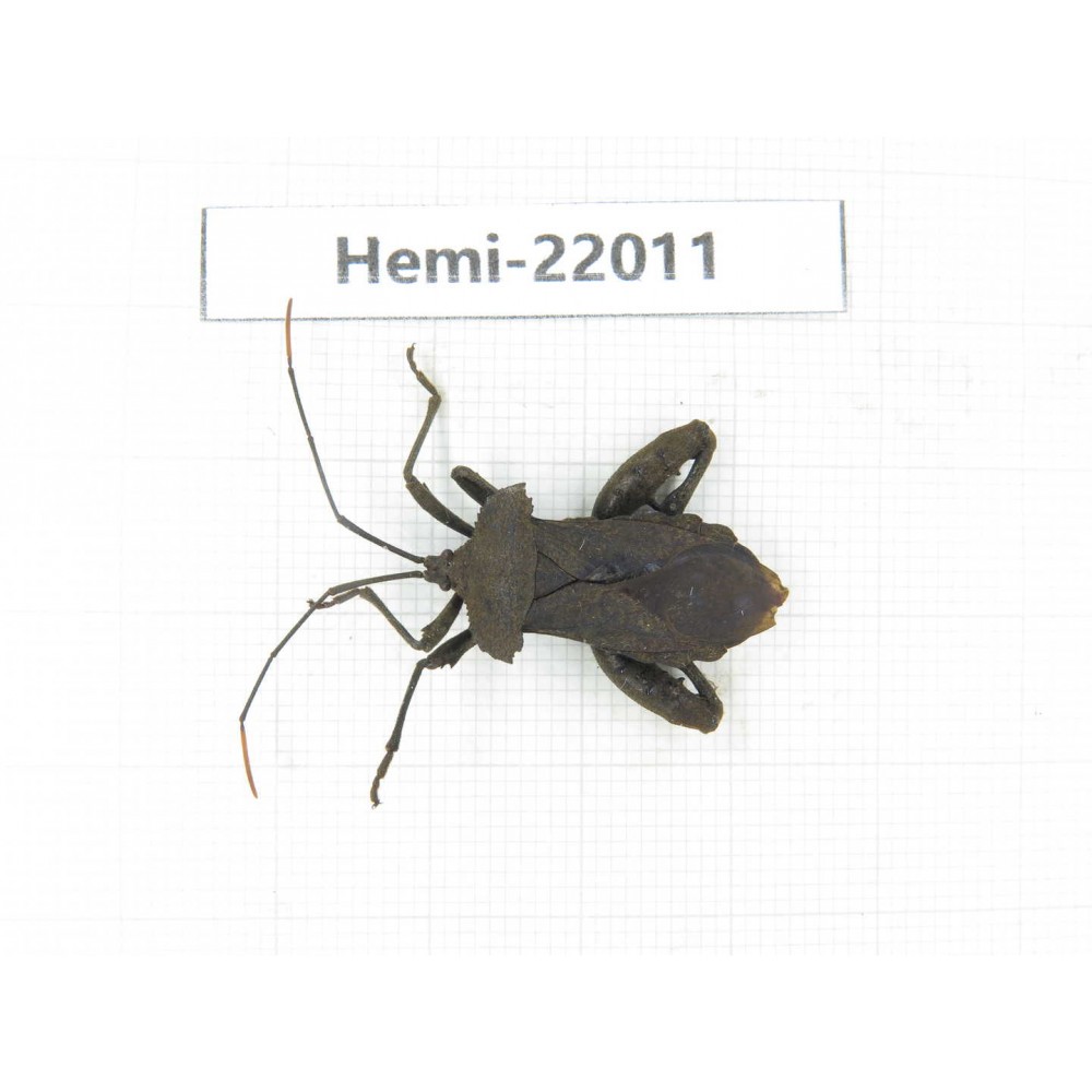 Hemiptera sp. China, Tibet, Linzhi, Motuo county. 1Pcs. Hemi-22011.
