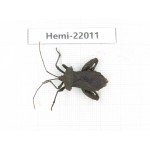 Hemiptera sp. China, Tibet, Linzhi, Motuo county. 1Pcs. Hemi-22011.