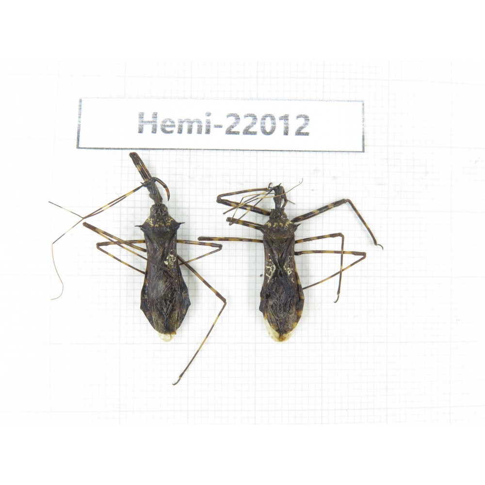 Hemiptera sp. China, Tibet, Linzhi, Motuo county. 2Pcs. Hemi-22012.