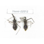 Hemiptera sp. China, Tibet, Linzhi, Motuo county. 2Pcs. Hemi-22012.