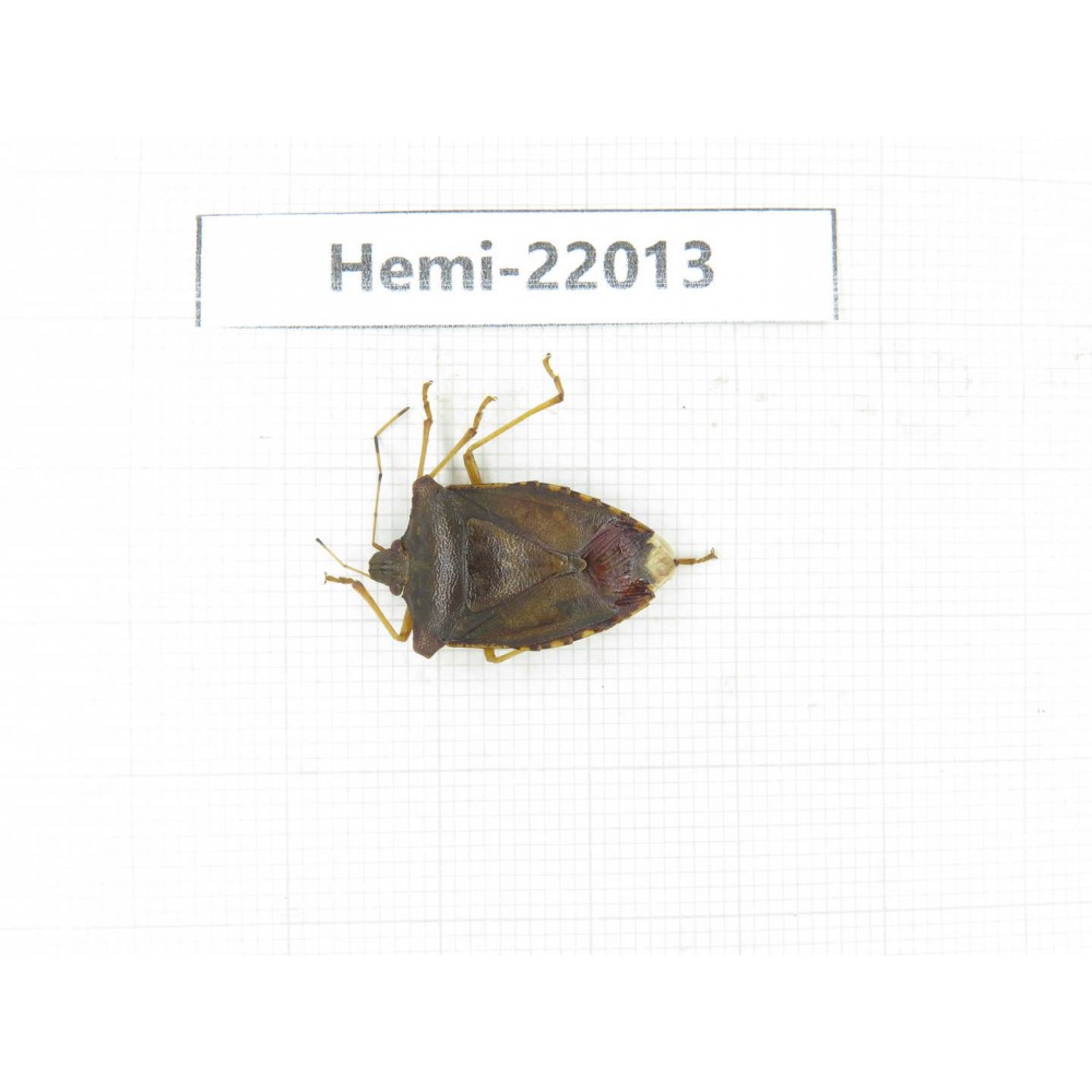 Hemiptera sp. China, Tibet, Linzhi, Motuo county. 1Pcs. Hemi-22013.