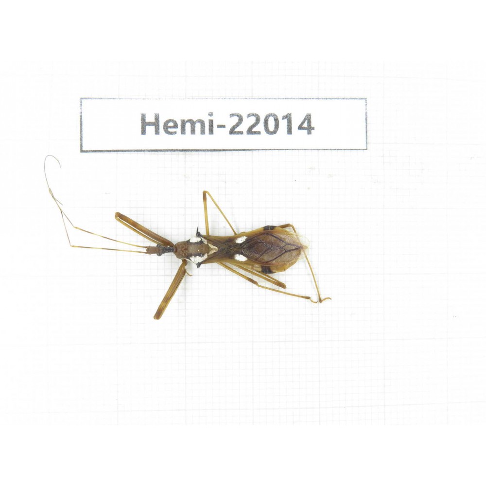Hemiptera sp. China, Tibet, Linzhi, Motuo county. 1Pcs. Hemi-22014.