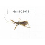 Hemiptera sp. China, Tibet, Linzhi, Motuo county. 1Pcs. Hemi-22014.