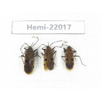 Hemiptera sp. China, Yunnan, Nujiang, N of Mt.Biluoxueshan. 3Pcs. Hemi-22017.