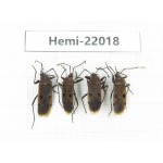 Hemiptera sp. China, Yunnan, Nujiang, N of Mt.Biluoxueshan. 4Pcs. Hemi-22018.