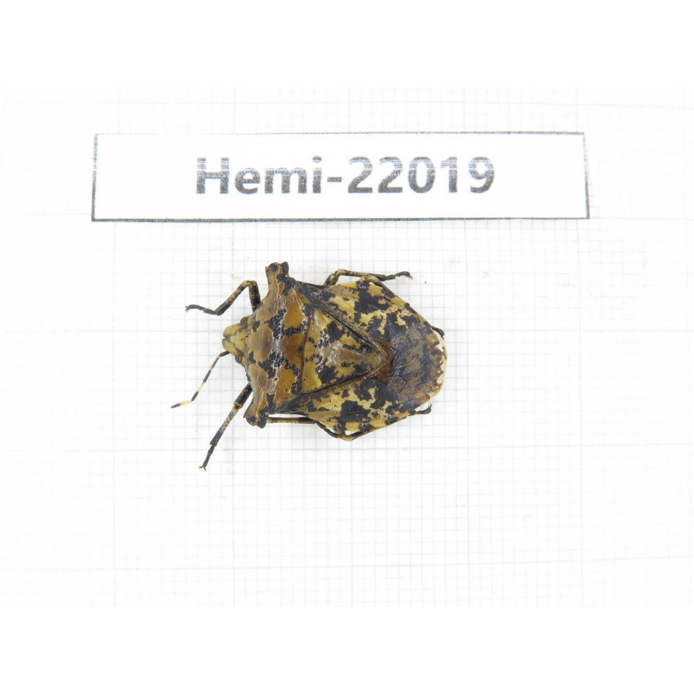 Hemiptera sp. China, Yunnan, Nujiang, N of Mt.Biluoxueshan. 1Pcs. Hemi-22019.