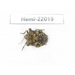 Hemiptera sp. China, Yunnan, Nujiang, N of Mt.Biluoxueshan. 1Pcs. Hemi-22019.