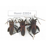 Hemiptera sp. China, Yunnan, Nujiang, N of Mt.Biluoxueshan. 3Pcs. Hemi-22024.
