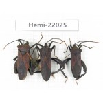 Hemiptera sp. China, Yunnan, Nujiang, N of Mt.Biluoxueshan. 3Pcs. Hemi-22025.