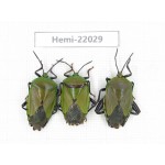 Hemiptera sp. China, Yunnan, Nujiang, N of Mt.Biluoxueshan. 3Pcs. Hemi-22029.