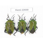 Hemiptera sp. China, Yunnan, Nujiang, N of Mt.Biluoxueshan. 3Pcs. Hemi-22030.