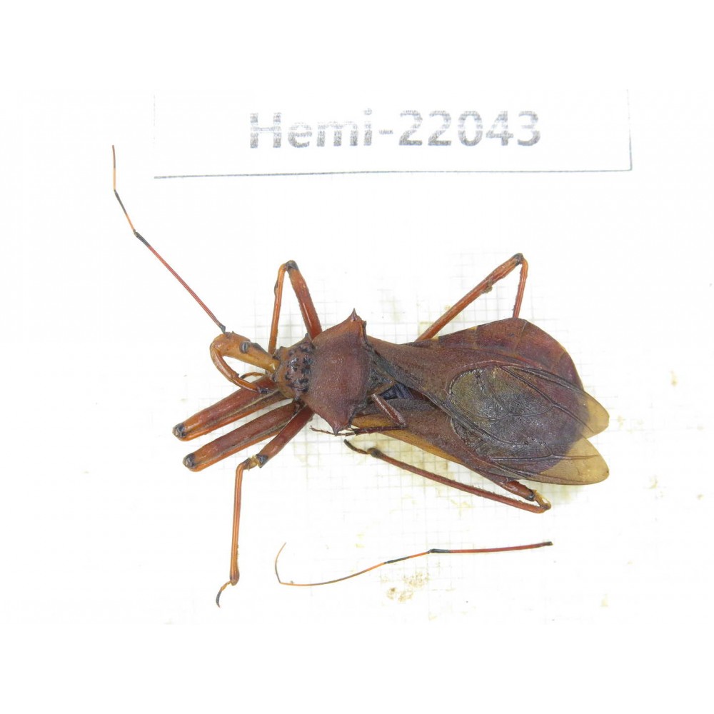 Hemiptera sp. China, Gansu, Longnan, Wenxian county. 1Pcs. Hemi-22043.