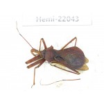 Hemiptera sp. China, Gansu, Longnan, Wenxian county. 1Pcs. Hemi-22043.