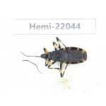 Hemiptera sp. China, Gansu, Longnan, Wenxian county. 1Pcs. Hemi-22044.