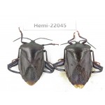Hemiptera sp. China, Gansu, Longnan, Wenxian county. 2Pcs. Hemi-22045.