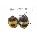 Hemiptera sp. China, Yunnan, Chuxiong, Shuangbai county (N Mt.Ailaoshan.) 2Pcs. Hemi-22068.