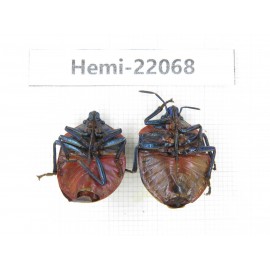 Hemiptera sp. China, Yunnan, Chuxiong, Shuangbai county (N Mt.Ailaoshan.) 2Pcs. Hemi-22068.