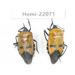 Hemiptera sp. China, Yunnan, Dehong, Longchuan. 2Pcs. Hemi-22071.