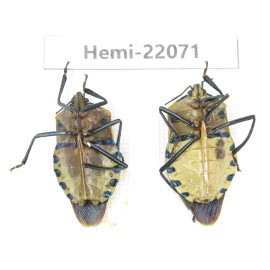 Hemiptera sp. China, Yunnan, Dehong, Longchuan. 2Pcs. Hemi-22071.