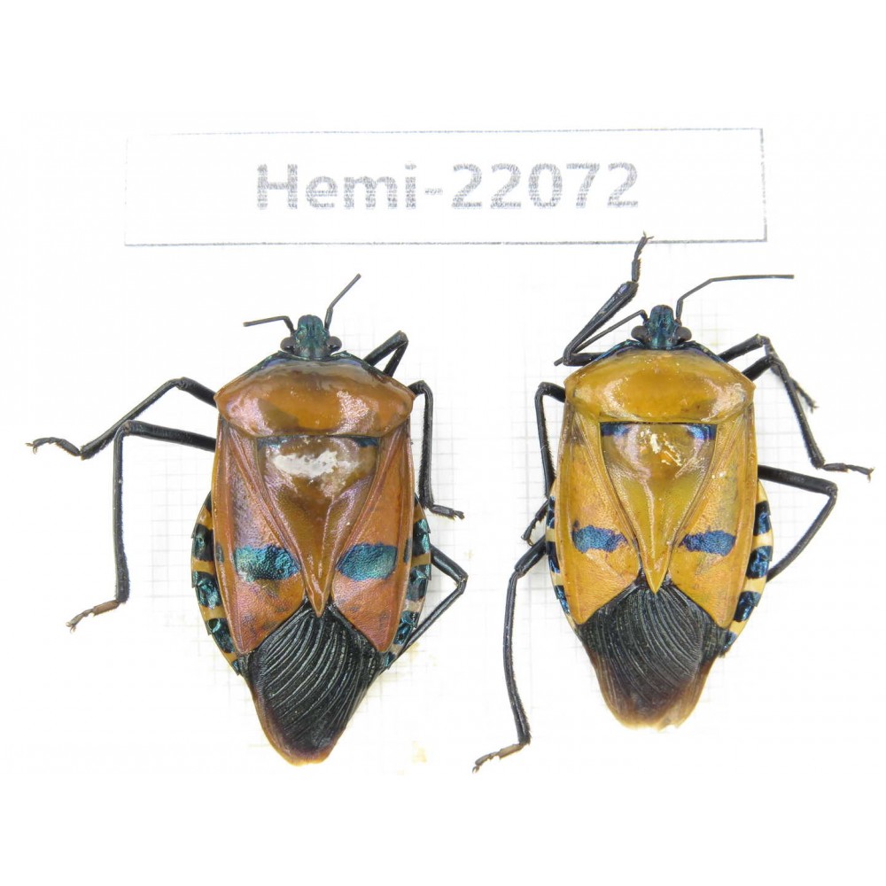 Hemiptera sp. China, Yunnan, Dehong, Longchuan. 2Pcs. Hemi-22072.