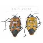 Hemiptera sp. China, Yunnan, Dehong, Longchuan. 2Pcs. Hemi-22072.