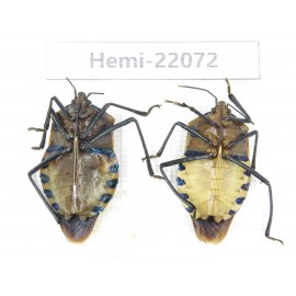 Hemiptera sp. China, Yunnan, Dehong, Longchuan. 2Pcs. Hemi-22072.