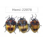 Hemiptera sp. China, Yunnan, Dehong, Longchuan. 3Pcs. Hemi-22078.