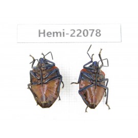 Hemiptera sp. China, Yunnan, Dehong, Longchuan. 3Pcs. Hemi-22078.