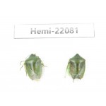 Hemiptera sp. China, Yunnan, Dehong, Longchuan. 2Pcs. Hemi-22081.