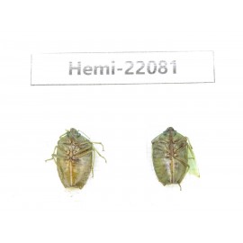 Hemiptera sp. China, Yunnan, Dehong, Longchuan. 2Pcs. Hemi-22081.