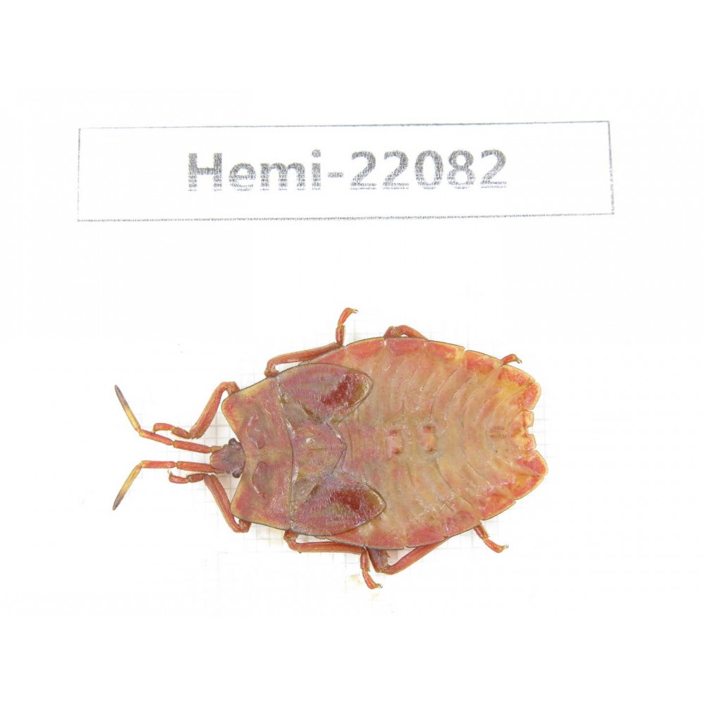 Hemiptera sp. China, Yunnan, Dehong, Longchuan. 1Pcs. Hemi-22082.