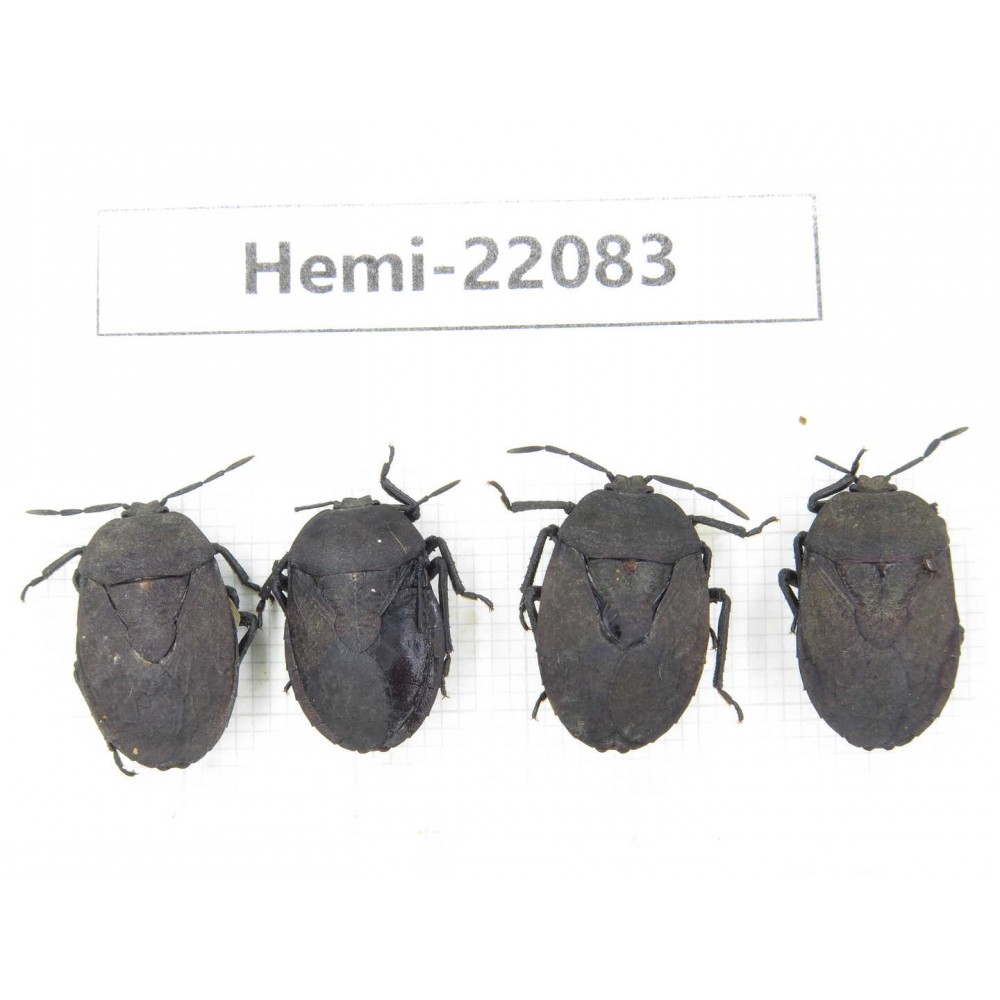 Hemiptera sp. China, Yunnan, Dehong, Longchuan. 4Pcs. Hemi-22083.