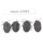 Hemiptera sp. China, Yunnan, Dehong, Longchuan. 4Pcs. Hemi-22083.