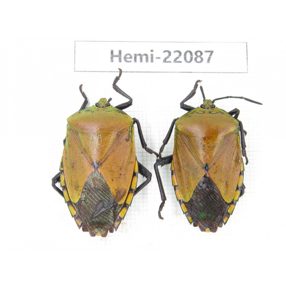 Hemiptera sp. China, Yunnan, Dehong, Longchuan. 2Pcs. Hemi-22087.