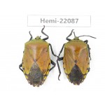 Hemiptera sp. China, Yunnan, Dehong, Longchuan. 2Pcs. Hemi-22087.