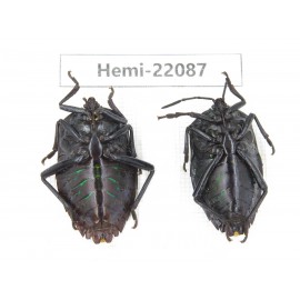 Hemiptera sp. China, Yunnan, Dehong, Longchuan. 2Pcs. Hemi-22087.