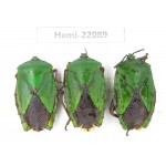 Hemiptera sp. China, Yunnan, Dehong, Longchuan. 3Pcs. Hemi-22089.
