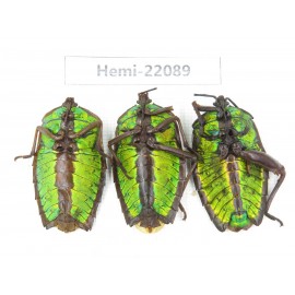 Hemiptera sp. China, Yunnan, Dehong, Longchuan. 3Pcs. Hemi-22089.