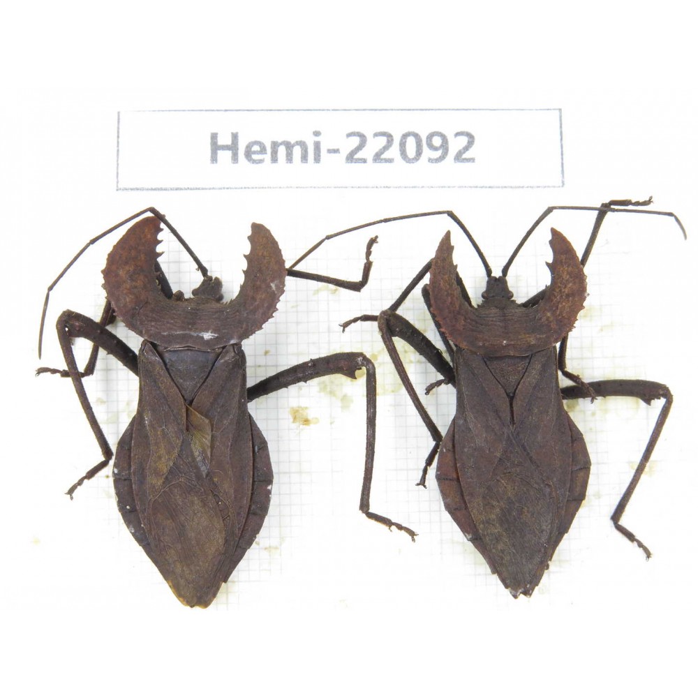 Hemiptera sp. China, Yunnan, Dehong, Longchuan. 2Pcs. Hemi-22092.