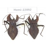 Hemiptera sp. China, Yunnan, Dehong, Longchuan. 2Pcs. Hemi-22092.