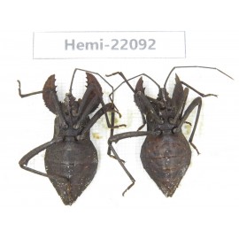 Hemiptera sp. China, Yunnan, Dehong, Longchuan. 2Pcs. Hemi-22092.