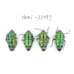 Hemiptera sp. China, Yunnan, Chuxiong, Shuangbai county. 4Pcs. Hemi-22097.
