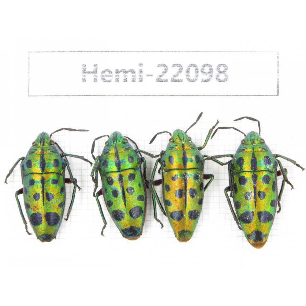 Hemiptera sp. China, Yunnan, Chuxiong, Shuangbai county. 4Pcs. Hemi-22098.
