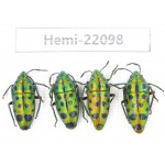 Hemiptera sp. China, Yunnan, Chuxiong, Shuangbai county. 4Pcs. Hemi-22098.