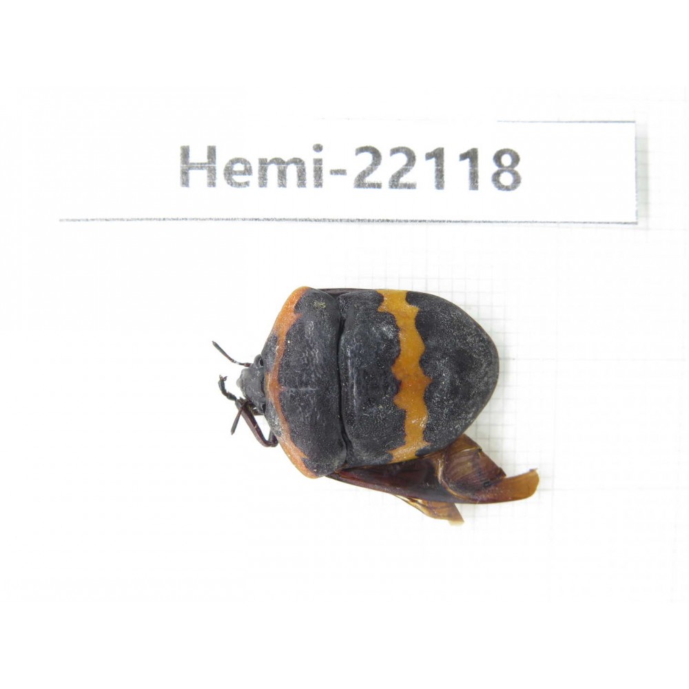 Hemiptera sp. China, Guangxi, Baise, Mt.Cenwanglaoshan. 1Pcs. Hemi-22118.