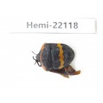 Hemiptera sp. China, Guangxi, Baise, Mt.Cenwanglaoshan. 1Pcs. Hemi-22118.