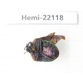 Hemiptera sp. China, Guangxi, Baise, Mt.Cenwanglaoshan. 1Pcs. Hemi-22118.